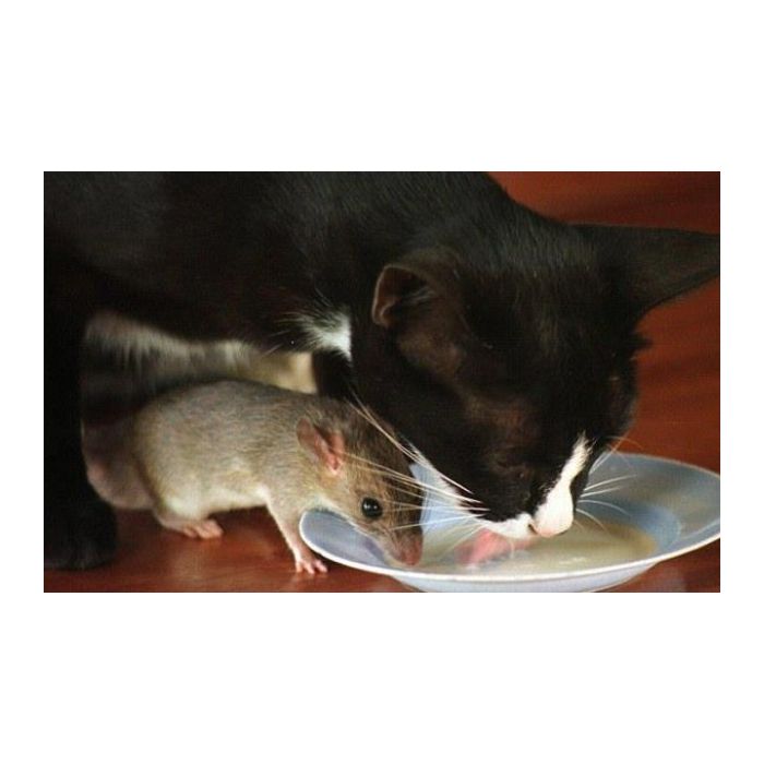 Essa foto mostra que essa história de &quot;se odiarem como gato e rato&quot; não tá com nada