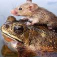 Um ratinho pegando carona com seu amigo sapo