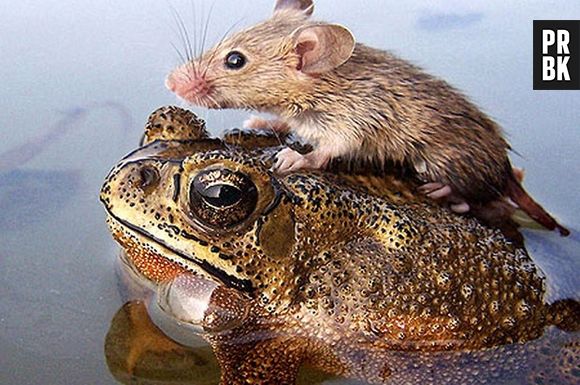 Um ratinho pegando carona com seu amigo sapo