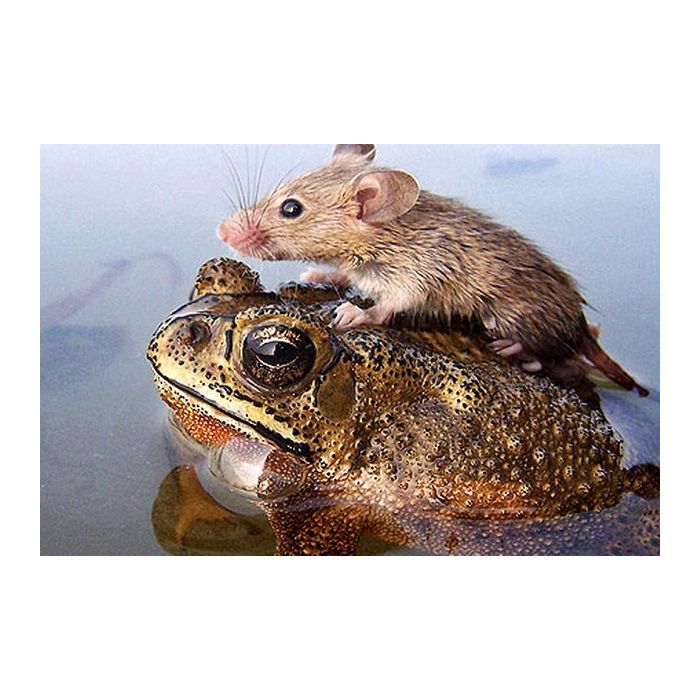 Um ratinho pegando carona com seu amigo sapo