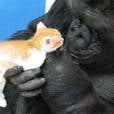 Olha o carinho que esse gorila tem pelo gatinho!