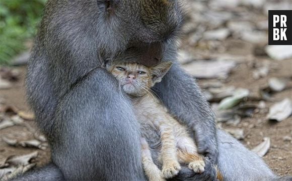 E esse gato encostado no peito do macaco?