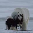 Amigos do gelo: cachorro e urso polar