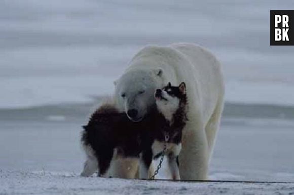 Amigos do gelo: cachorro e urso polar