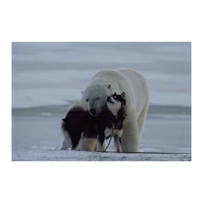 Amigos do gelo: cachorro e urso polar