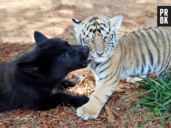 Olha que fofo esse lobinho lambendo o filhote de tigre!