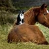 Gatos também gostam de andar a cavalo, tá?