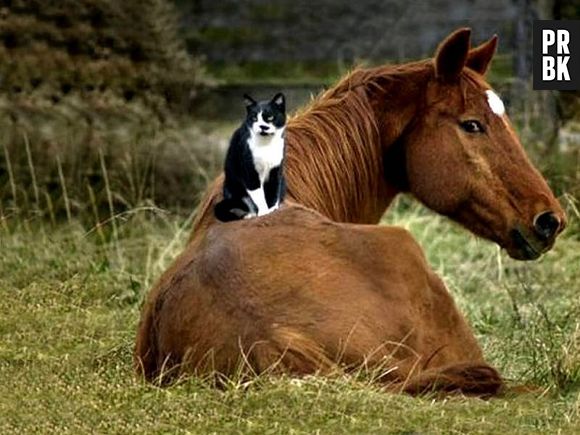 Gatos também gostam de andar a cavalo, tá?