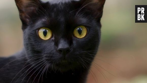 De "O Sétimo Guardião": Leon fará uma participação em "O Tempo Não Para"