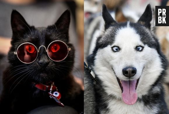 Gato ou cachorro? Esse teste vai ajudar vocês na hora de adotar um bichinho!