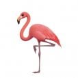  O emoji de flamingo é um das novidades 