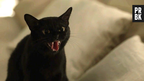 A gatinha Lucky brilhou na pele de León em "O Sétimo Guardião"