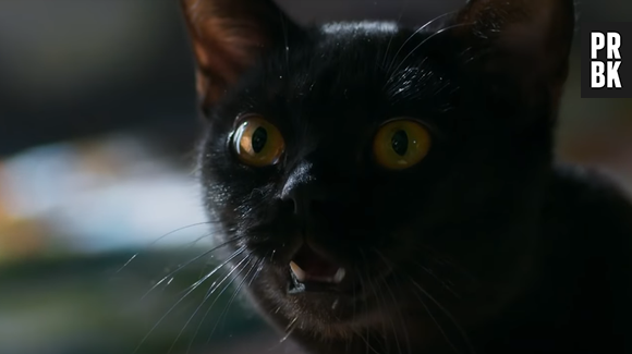 Em "As Five", o papel da gatinha Lucky vai ser bem diferente do León de "O Sétimo Guardião"!