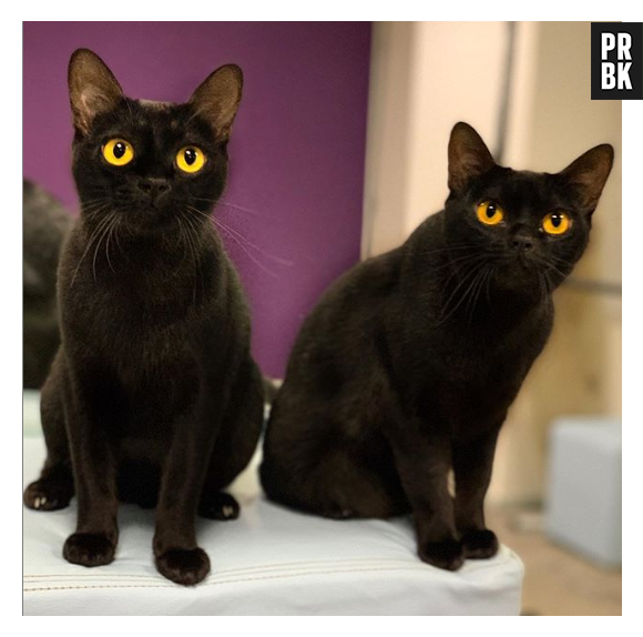 Em cena, Lucky revezará com o gatinho Pépe para interpretar Celeste em "As Five"