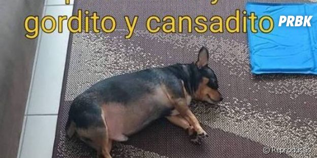 Memes 2019 14 Memes Que Serao Renovados Ou Cancelados Em 2020