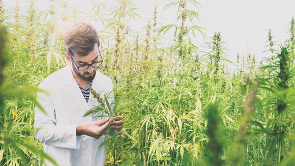 Legalização da maconha para uso medicinal: thread no Twitter explica tudo que você precisa saber