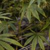 A maconha foi legalizada no Brasil? Só para fins medicinais