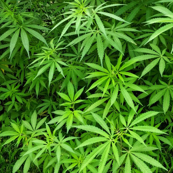Empresas poderão importar remédios à base de cannabis para vender no Brasil