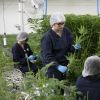 Agora no Brasil poderá ser permitido comprar remédios à base de cannabis