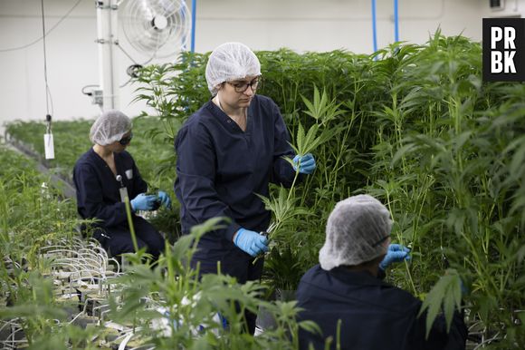 Agora no Brasil poderá ser permitido comprar remédios à base de cannabis