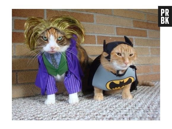 BatCat aparece novamente, junto com o super vilão Coringato: como eles não estão brigando nessa foto?