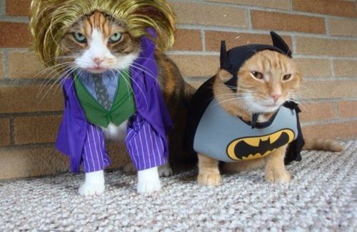 23 gatinhos com fantasias geek pra inspirar o carnaval do seu pet