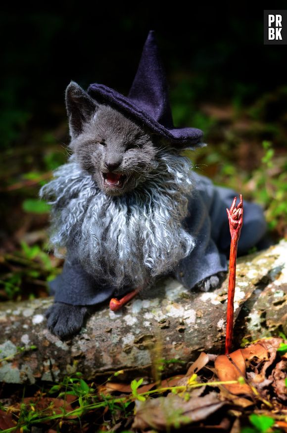 O mago Gandalf de "Senhor dos Anéis" foi a inspiração para esta foto