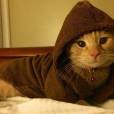  Os donos desse gatinho decidiram colocar uma capa igual dos Jedis de "Star Wars". S&oacute; falta o sabre de luz 