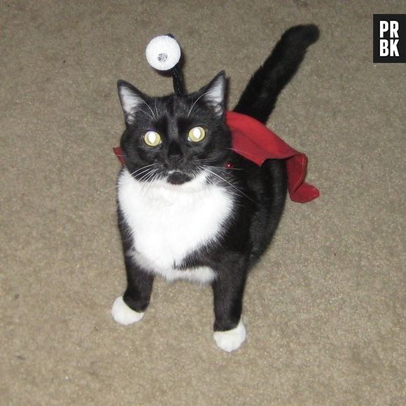 Os donos desse gato devem amar a série de TV "Futurama", pois escolheram o personagem Nibbler