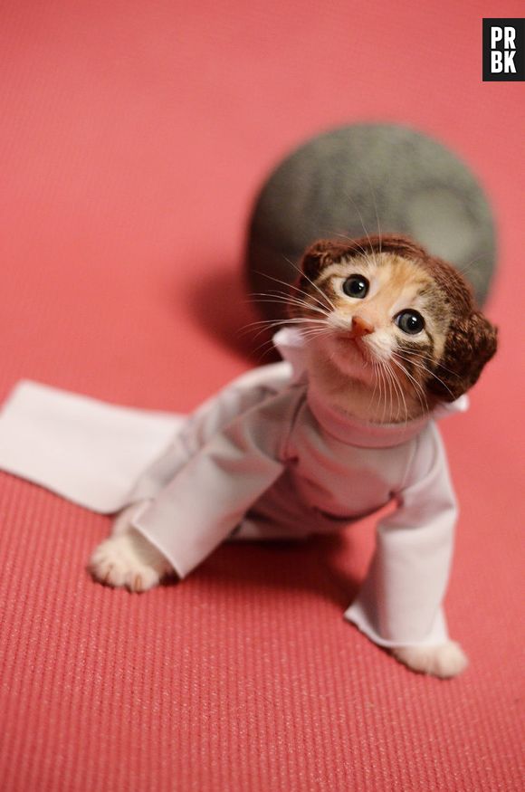 Uma gatinha ronronando dentro de sua roupa de Princesa Leia, de "Star Wars"