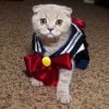 Sailor Moon virou uma gatinha também