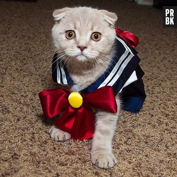Sailor Moon virou uma gatinha também
