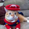  At&eacute; o Mario virou fantasia para o animal de estima&ccedil;&atilde;o 