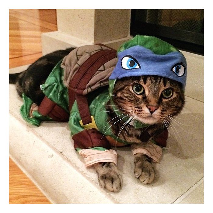 Esse gato foi caracterizado com personagem Leonardo, de Tartarugas
