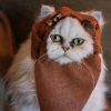 Um Ewok de Endor saiu da galáxia de "Star Wars" e ganhou uma versão felina