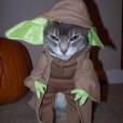  Um gatinho vestido de mestre Yoda de "Star Wars" 