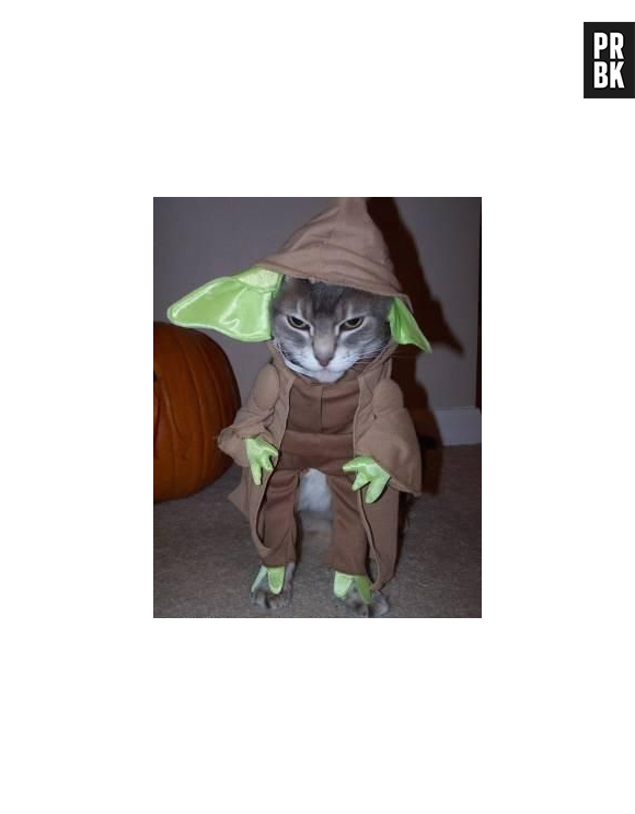 Um gatinho vestido de mestre Yoda de "Star Wars"