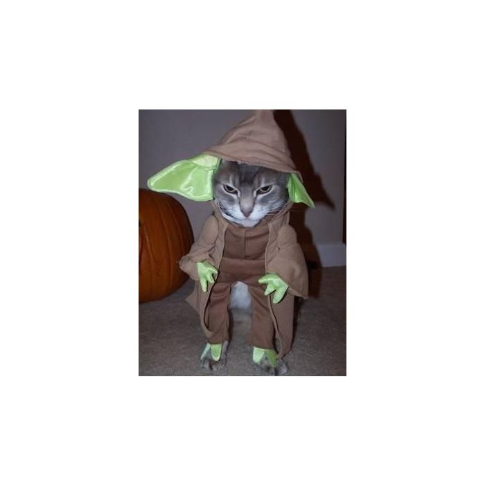  Um gatinho vestido de mestre Yoda de &quot;Star Wars&quot; 