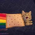  Nyan Cat, o meme da internet, virou um bichinho real 
