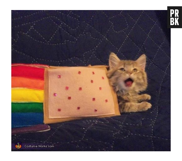 Nyan Cat, o meme da internet, virou um bichinho real