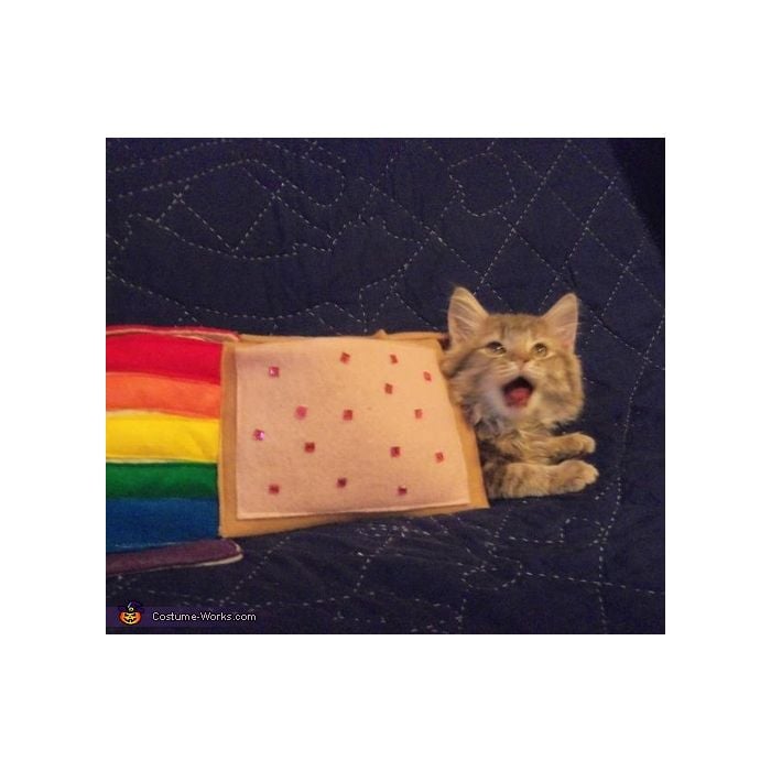  Nyan Cat, o meme da internet, virou um bichinho real 