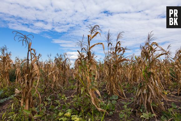 Cientistas estão preocupados com o impacto do El Niño