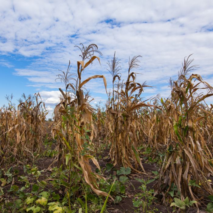 Cientistas estão preocupados com o impacto do El Niño