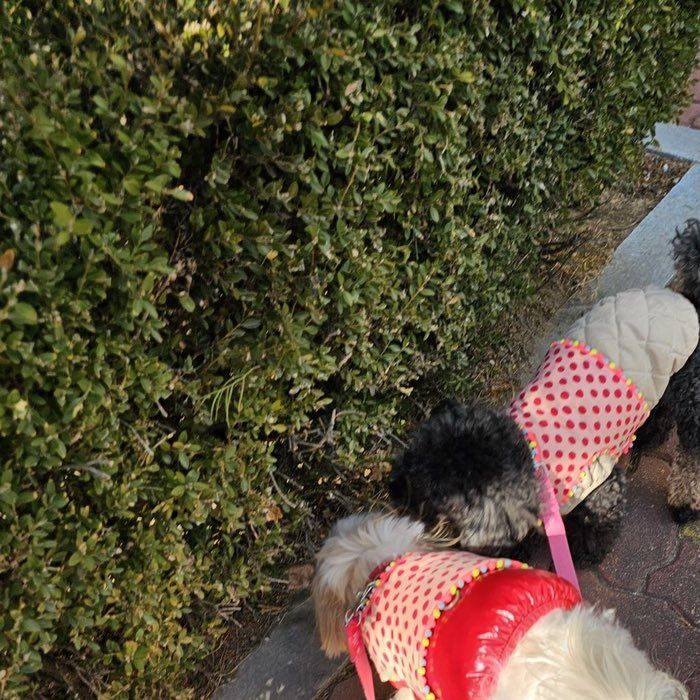 Cachorros do Chanyeol, gatos da Lisa e mais: conheça os pets dos idols sul-coreanos