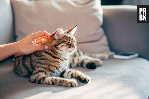 Às vezes os gatos nos ignoram, mas eles nos entendem