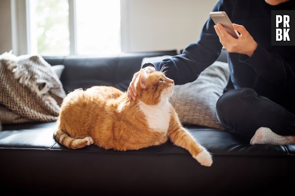 Pesquisas revelam que os gatos conseguem nos entender