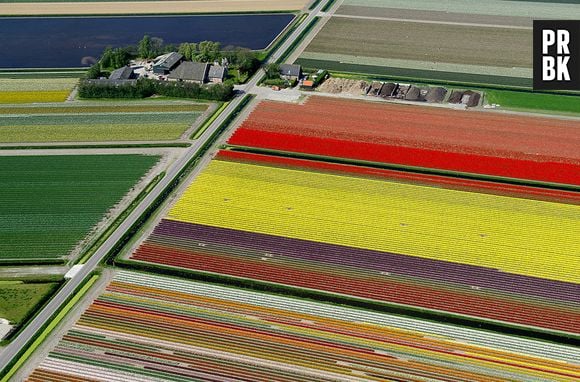 Uma das vistas mais lindas com certeza são dos Campos de Tulipa (Holanda)