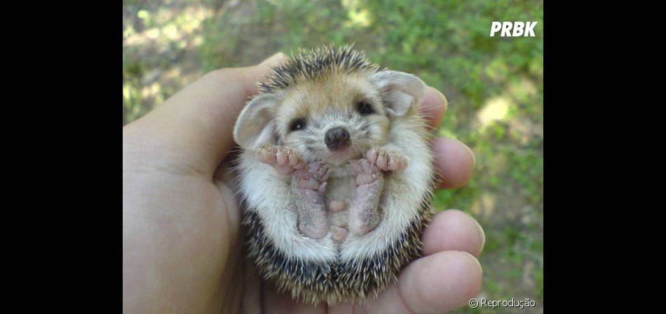 Esse Filhote De Ourico Nao E A Coisa Mais Fofa Do Mundo Purebreak