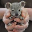  A carinha desse filhote de coala n&atilde;o &eacute; linda? 