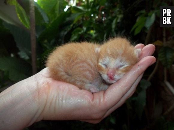 A internet tá cheia de gatos loucos, mas nenhum lindo como esse filhote!